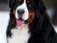 :    MY LOVELY BERN       ,        .  , 