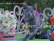 --: Loki Sheer Love -       WCF    Sheer Love/ /     