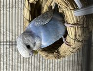 ������! ���������� � �������, ������ ����� 2 �������, ��������� ���� 💙🦜������� ��������� ��������� ������� ���� ����������� ��, ������� - ������, ������